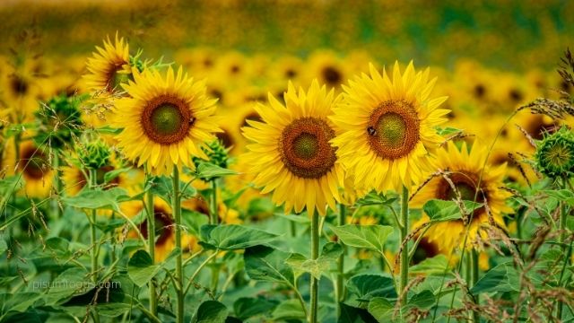 Sunflower - Polyunsaturated Fats